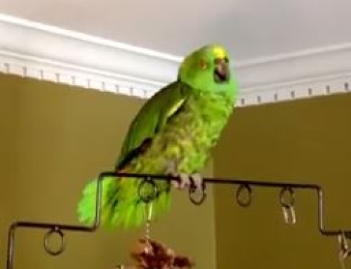 When Parrots Pray