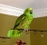 Poncho-the-Parrot