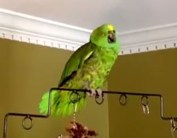 Poncho-the-Parrot